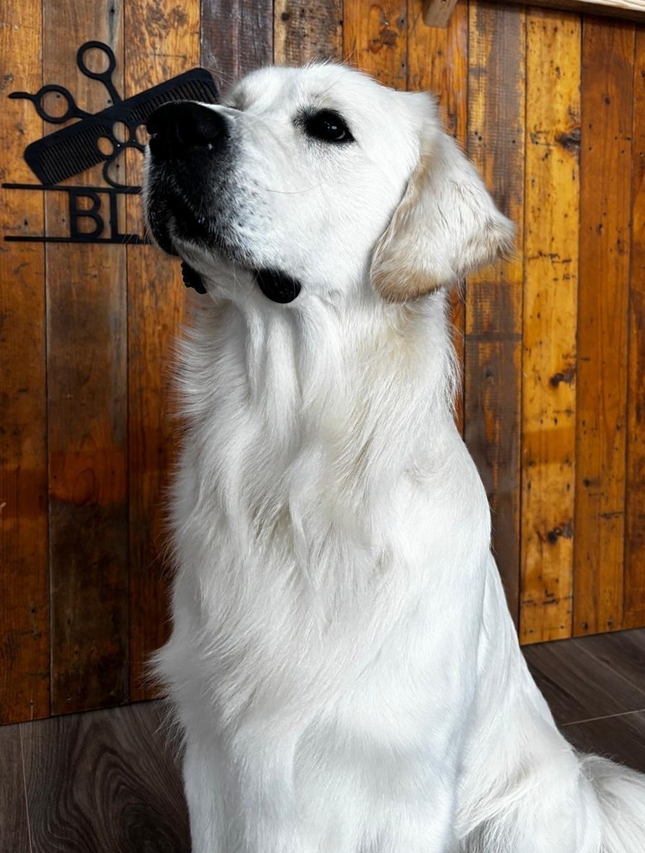 Witte Golden Retriever voor de houten BLIJ-wand