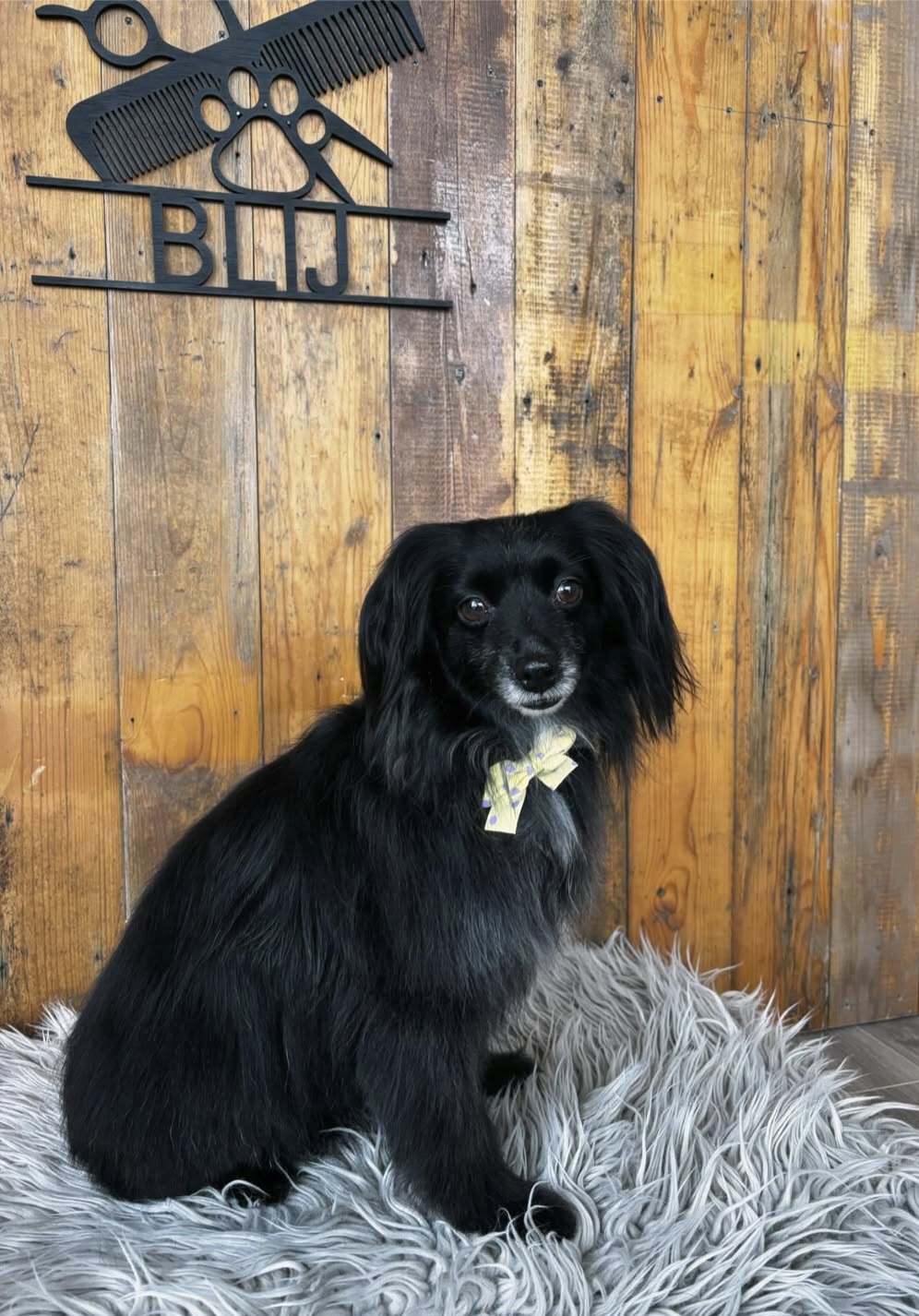 Zwart langharig hondje met een strik op een pluizig kleed, achter hem het BLIJ-bord