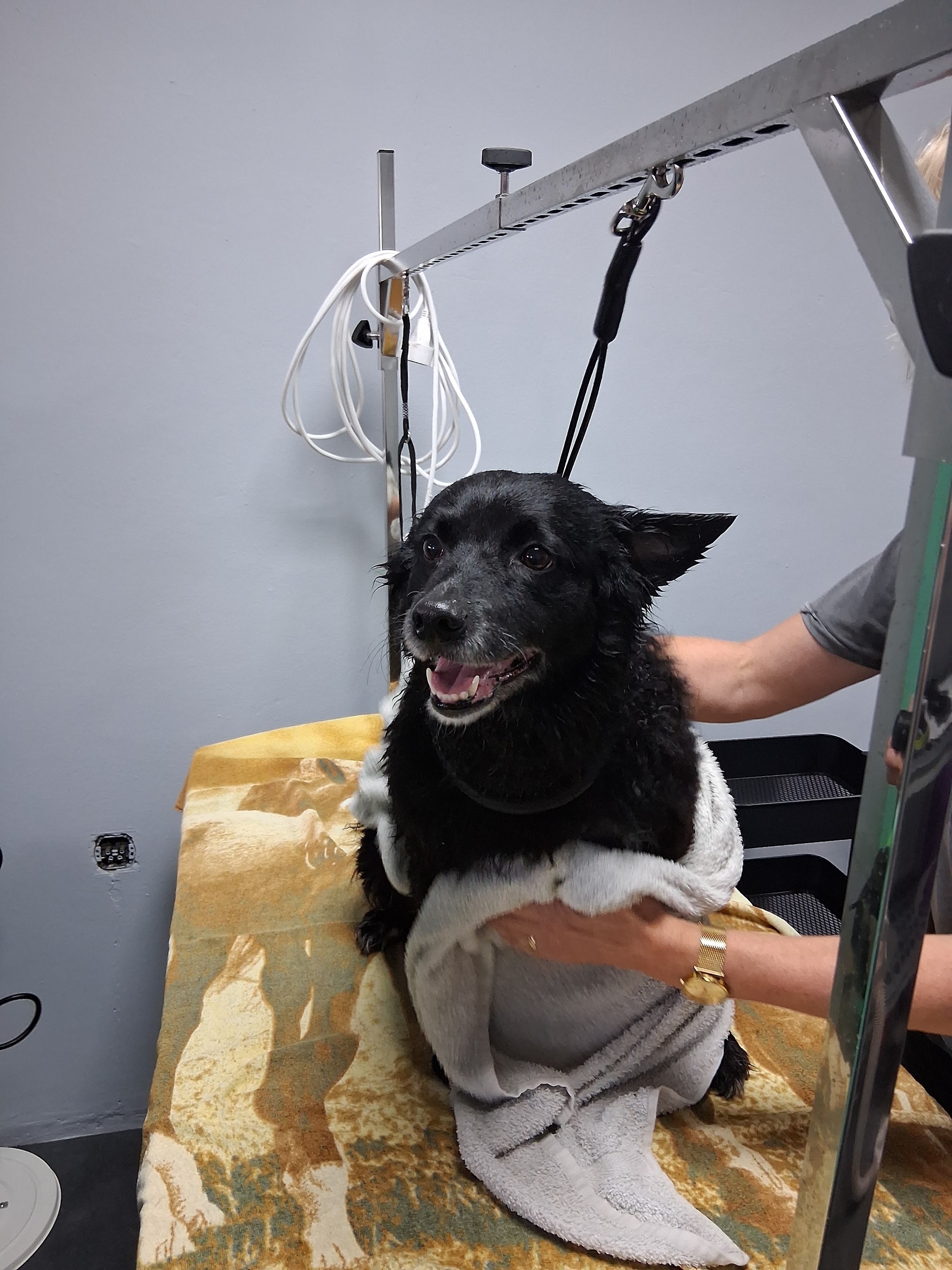 Zwarte hond wordt op de trimtafel afgedroogd met een handdoek