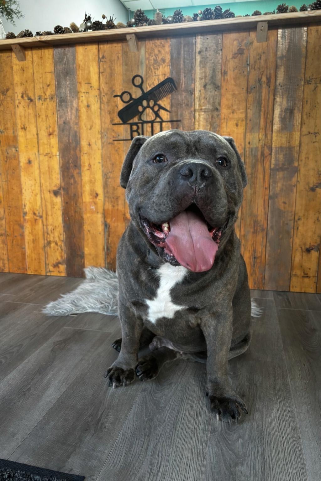 Grijze bully King voor de houten BLIJ-wand