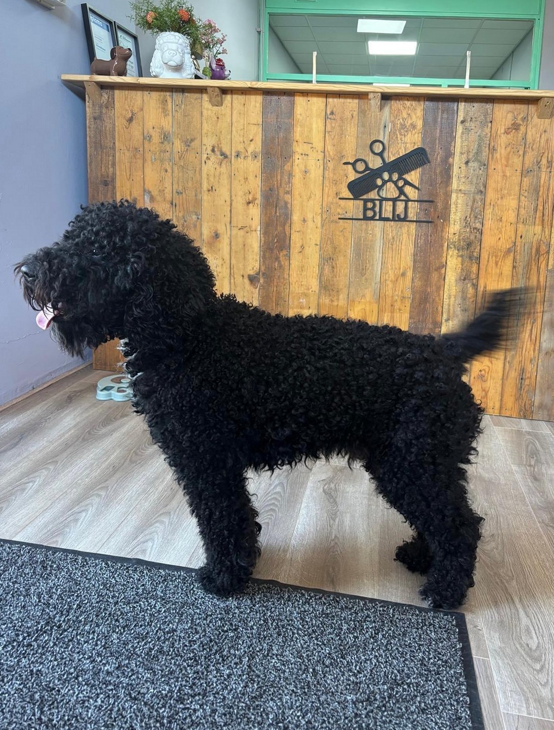 Zwarte Labradoodle Diesel met een korte coupe voor de houten BLIJ-wand