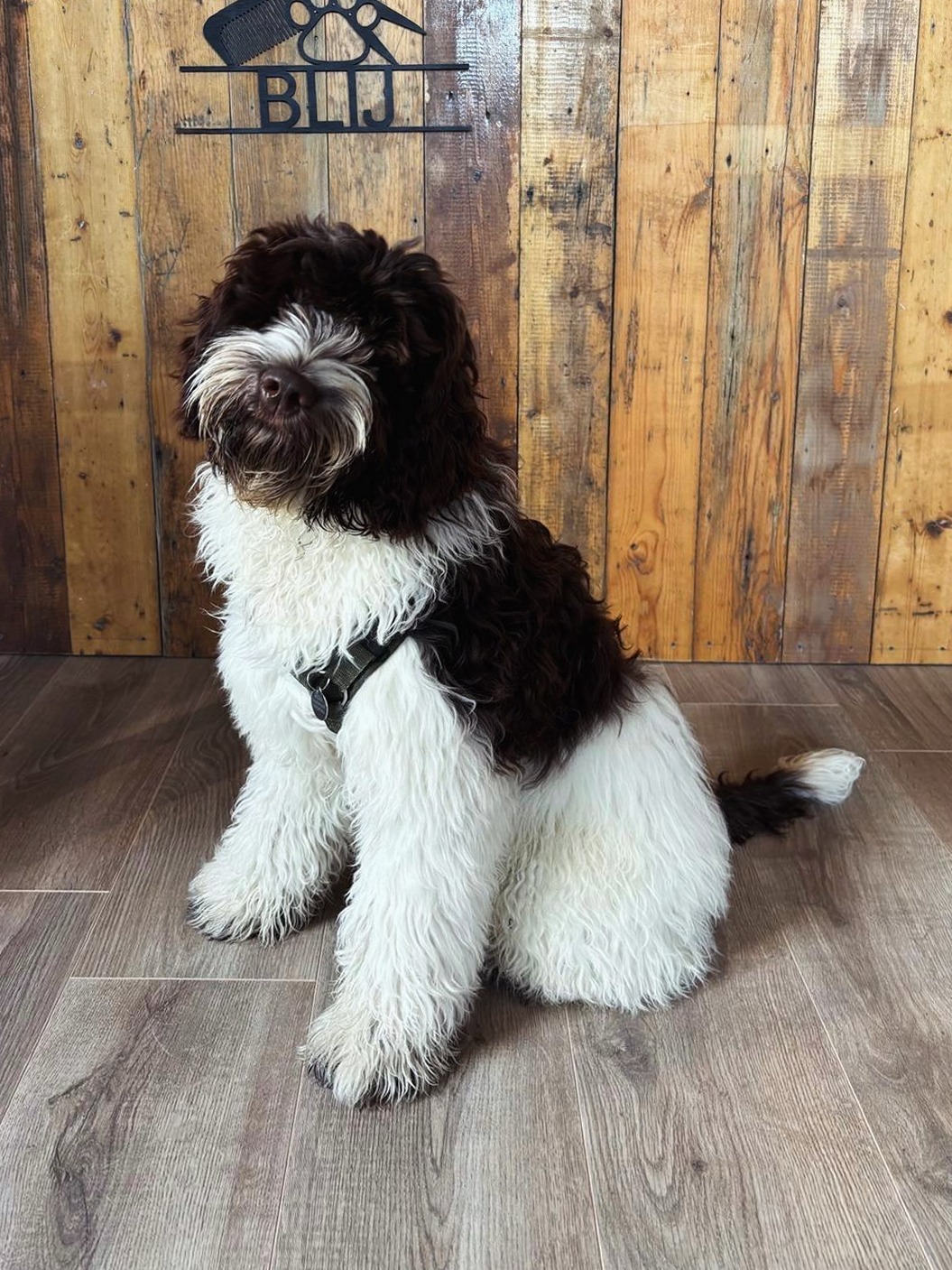 Zwart-witte Australian Labradoodle Moby na zijn eerste volledige trimbeurt