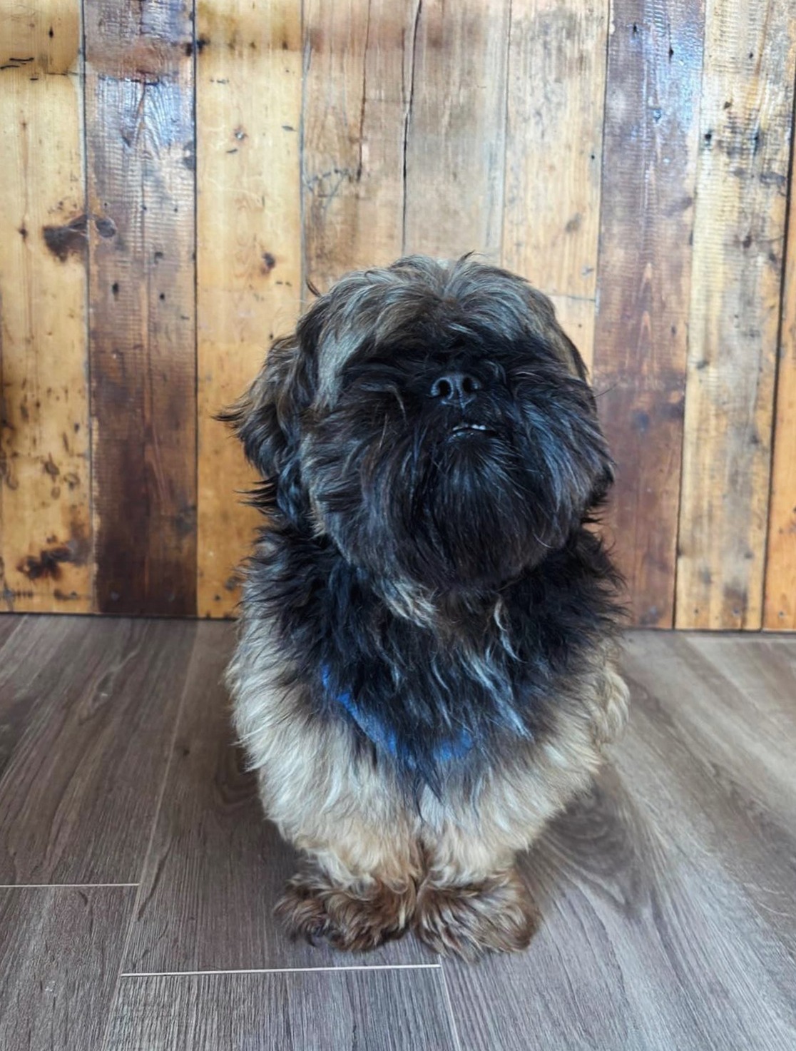 Hond Bruno kort geschoren, zittend voor de houten wand in de salon
